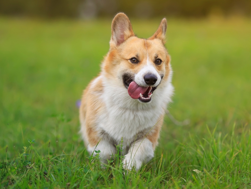 San Ramon Pet Hospital