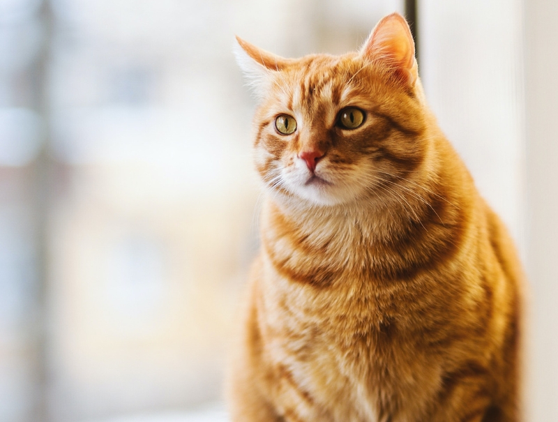 Gateway Pet Hospital Policies