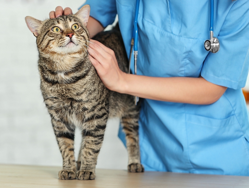 Veterinary Jobs in San Ramon